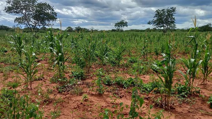 Imagem 1 -  Encontro sobre atualizações do Programa Garantia-Safra 2023/2024 acontecerá em Mossoró. A reunião acontecerá na próxima quarta-feira (27). O encontro ocorrerá no auditório do Serviço Brasileiro de Apoio às Micro e Pequenas Empresas (Sebrae), às 8h30. Os encontros já passaram pelos municípios de São Paulo do Potengi, Santa Cruz, João Câmara e Santo Antônio. Além de Mossoró, o evento também acontecerá em Caicó, Lajes, Apodi e Pau dos Ferros. O objetivo desses encontros é nivelar os conhecimentos e apresentar novas propostas para o Programa Garantia Safra.