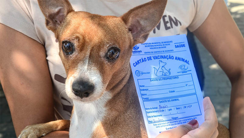 Imagem 1 - Mossoró terá dez pontos para imunização de cães e gatos contra a raiva na sexta-feira (6). Além do Centro de Controle de Zoonoses (CCZ), outros nove postos volantes serão disponibilizados à população para a imunização dos animais domésticos, das 8h às 11h. A campanha de vacinação contra a raiva que deveria ter sido finalizada em setembro foi prorrogada até o dia 20 de novembro, devido a baixa cobertura vacinal; confira os pontos. Imagem 1 - Mossoró terá dez pontos para imunização de cães e gatos contra a raiva na sexta-feira (6). Além do Centro de Controle de Zoonoses (CCZ), outros nove postos volantes serão disponibilizados à população para a imunização dos animais domésticos, das 8h às 11h. A campanha de vacinação contra a raiva que deveria ter sido finalizada em setembro foi prorrogada até o dia 20 de novembro, devido a baixa cobertura vacinal; confira os pontos.