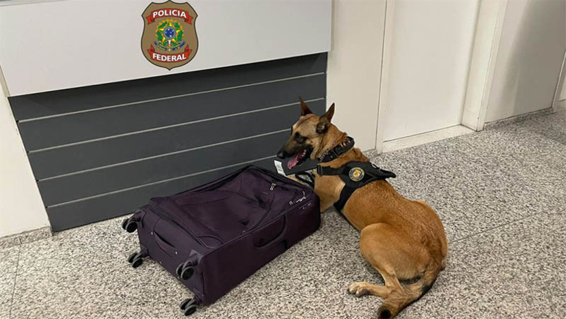 Imagem 1 - Dupla é presa tentando embarcar para a Europa com cocaína, no Aeroporto de Natal. As prisões de um amazonense, de 28 anos, e de uma paraense, de 25 anos, aconteceu na segunda-feira (2). No momento que ela fazia o check-in, se fazia acompanhar do homem, sendo que apenas ela viajaria, porém ao serem informalmente entrevistados ambos apresentaram uma história pouco convincente, o que fez com que os policiais desconfiassem que ela pudesse estar tentando embarcar com drogas na bagagem. Com eles foram encontrados 2,74 kg de cocaína embutida na estrutura de uma mala que seguiria para a Europa. Imagem 1 - Dupla é presa tentando embarcar para a Europa com cocaína, no Aeroporto de Natal. As prisões de um amazonense, de 28 anos, e de uma paraense, de 25 anos, aconteceu na segunda-feira (2). No momento que ela fazia o check-in, se fazia acompanhar do homem, sendo que apenas ela viajaria, porém ao serem informalmente entrevistados ambos apresentaram uma história pouco convincente, o que fez com que os policiais desconfiassem que ela pudesse estar tentando embarcar com drogas na bagagem. Com eles foram encontrados 2,74 kg de cocaína embutida na estrutura de uma mala que seguiria para a Europa.