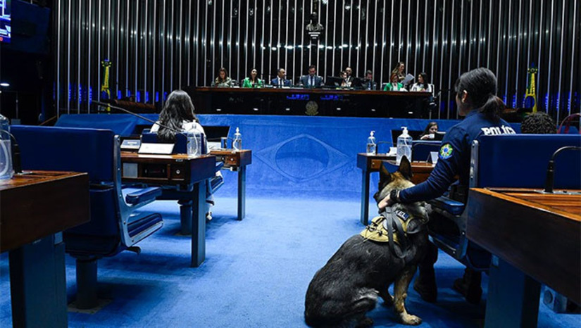 Imagem 1 - Com uma sessão especial no Plenário na manhã desta segunda-feira (23), o Senado comemorou o Dia Mundial dos Animais — celebrado anualmente no dia 4 de outubro. A data faz referência ao dia que a Igreja Católica dedica a São Francisco de Assis, conhecido como santo protetor dos animais e da natureza. A homenagem atendeu a requerimento (REQ 685/2023) do senador Styvenson Valentim (Podemos-RN), que também dirigiu a sessão. Ele lembrou que São Francisco dizia que todas as coisas criadas “são como filhos do Pai e irmãos do homem”. O senador disse que os animais domésticos tratam todos de forma indistinta, alegram seus tutores e são capazes até de chamar vizinhos em caso de urgência, além de ajudar pessoas em casos de depressão (Foto: Roque Sá/Agencia Senado) Imagem 1 - Com uma sessão especial no Plenário na manhã desta segunda-feira (23), o Senado comemorou o Dia Mundial dos Animais — celebrado anualmente no dia 4 de outubro. A data faz referência ao dia que a Igreja Católica dedica a São Francisco de Assis, conhecido como santo protetor dos animais e da natureza. A homenagem atendeu a requerimento (REQ 685/2023) do senador Styvenson Valentim (Podemos-RN), que também dirigiu a sessão. Ele lembrou que São Francisco dizia que todas as coisas criadas “são como filhos do Pai e irmãos do homem”. O senador disse que os animais domésticos tratam todos de forma indistinta, alegram seus tutores e são capazes até de chamar vizinhos em caso de urgência, além de ajudar pessoas em casos de depressão (Foto: Roque Sá/Agencia Senado)