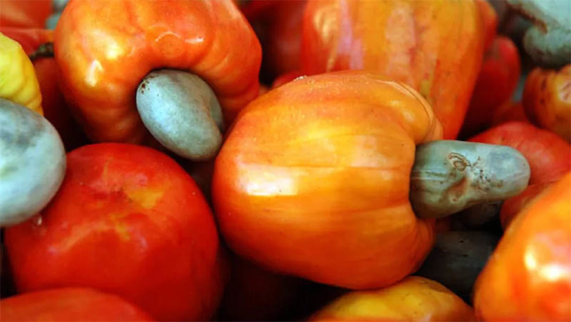 Imagem 1 -  Deputada quer que o governo do RN isente de impostos a castanha de caju in natura. Segundo Eudiane Macedo (PV), produtores e comerciantes têm sido prejudicados em razão do produto estar sendo duplamente tributado, tanto na forma in natura, quanto após o seu beneficiamento. Para se aprofundar sobre o assunto, a parlamentar visitou a cidade de João Câmara para conversar com produtores e comerciantes da região. Após isso, ela se reuniu com o secretário da Fazenda do RN, Carlos Eduardo Xavier, para sugerir que o Governo do RN encaminhe um Projeto de Lei à Assembleia Legislativa com o objetivo de isentar a cobrança tributária sobre a castanha de caju in natura.