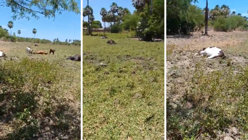 Imagem 1 -  Produtor perde mais de 17 vacas e garrotes após vermifugá-los com ivermectina veterinária, em Apodi. O caso aconteceu na manhã desta quinta-feira (9) e veio a público após o relato do médico veterinário Hildo Filho, que foi chamado à propriedade para verificar a situação dos animais. Segundo ele, o proprietário contou que havia acabado de vermifugar os animais quando, em poucos minutos, eles começaram a morrer. Ainda segundo Hildo, o medicamento é usado em todo o Brasil, sendo um dos vermífugos mais populares entre os criadores. O veterinário acredita que possa ter havido uma contaminação do lote. 