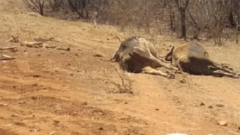 Imagem 1 - A pecuarista Maria das Graças dos Santos contou ao G1RN que os animais começaram com diarreia, sem aceitar alimentos e logo em seguida morreram. A doença misteriosa está matando bois, vacas, garrotes e até cavalos. O IDIARN já fez as coletas e disse que só poderá comentar o assunto com o resultado do laboratório. Imagem 1 - A pecuarista Maria das Graças dos Santos contou ao G1RN que os animais começaram com diarreia, sem aceitar alimentos e logo em seguida morreram. A doença misteriosa está matando bois, vacas, garrotes e até cavalos. O IDIARN já fez as coletas e disse que só poderá comentar o assunto com o resultado do laboratório.