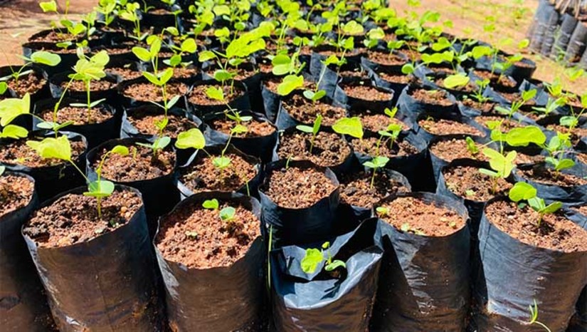 Imagem 1 - As mudas serão produzidas em viveiros parceiros do projeto. Nos município de Assú e Guamaré, onde serão reflorestados 200 hectares de áreas degradadas, serão produzidas em viveiros parceiros do projeto 200 mil mudas de 48 espécies do Bioma Caatinga. Essa ação desenvolvida em parceria com a Petrobras contribuirá diretamente para a preservação desse importante Bioma, através da proteção das espécies florestais, manutenção da biodiversidade, proteção dos solos e dos recursos hídricos, a absorção de carbono da atmosfera, combate às mudanças climáticas e ao avanço do processo de desertificação. Imagem 1 - As mudas serão produzidas em viveiros parceiros do projeto. Nos município de Assú e Guamaré, onde serão reflorestados 200 hectares de áreas degradadas, serão produzidas em viveiros parceiros do projeto 200 mil mudas de 48 espécies do Bioma Caatinga. Essa ação desenvolvida em parceria com a Petrobras contribuirá diretamente para a preservação desse importante Bioma, através da proteção das espécies florestais, manutenção da biodiversidade, proteção dos solos e dos recursos hídricos, a absorção de carbono da atmosfera, combate às mudanças climáticas e ao avanço do processo de desertificação.