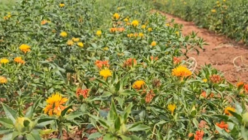 Imagem 1 - O objetivo da pesquisa da Universidade Federal Rural do Semiárido (UFERSA), é desenvolver um programa de melhoramento genético para criar uma espécie de Cártamo sem espinhos, que tenha uma alta produtividade de sementes, de óleo e que produza um óleo de alta qualidade melhorando também as condições de cultivo, inclusive em regime de sequeiro. O experimento está acontecendo na Fazenda da Ufersa, em Alagoinha, e se mostra altamente viável podendo trazer inúmeros benefícios econômicos, sociais - considerando o contexto da agricultura familiar- e também empresarial pensando na produção do biocombustível. Imagem 1 - O objetivo da pesquisa da Universidade Federal Rural do Semiárido (UFERSA), é desenvolver um programa de melhoramento genético para criar uma espécie de Cártamo sem espinhos, que tenha uma alta produtividade de sementes, de óleo e que produza um óleo de alta qualidade melhorando também as condições de cultivo, inclusive em regime de sequeiro. O experimento está acontecendo na Fazenda da Ufersa, em Alagoinha, e se mostra altamente viável podendo trazer inúmeros benefícios econômicos, sociais - considerando o contexto da agricultura familiar- e também empresarial pensando na produção do biocombustível.