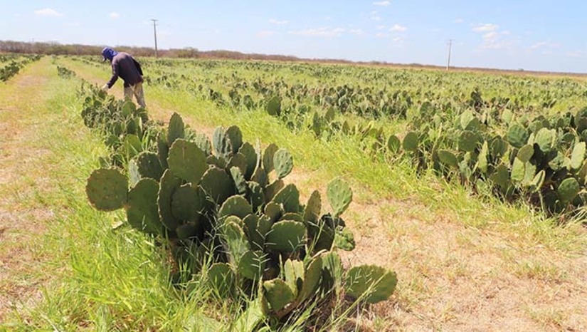 Imagem 1 - A ação é realizada pela Empresa de Pesquisa Agropecuária (Emparn), órgão vinculado à Secretaria de Agricultura, Pecuária e Pesca do RN (SAPE), que há mais de 15 anos desenvolve pesquisas sobre o manejo estratégico da cactácea, coordenadas pelo pesquisador Guilherme Ferreira Costa Lima. Recebem a palma forrageira produtores rurais dos municípios de: Serra Negra do Norte, Acari, Cruzeta, Porto do Mangue, São Tomé, Caicó, Riachuelo, Currais Novos, Carnaúba dos Dantas, Messias Targino, Umarizal, Janduís, Campo Grande, Triunfo Potiguar, Jucurutu e São Rafael. Imagem 1 - A ação é realizada pela Empresa de Pesquisa Agropecuária (Emparn), órgão vinculado à Secretaria de Agricultura, Pecuária e Pesca do RN (SAPE), que há mais de 15 anos desenvolve pesquisas sobre o manejo estratégico da cactácea, coordenadas pelo pesquisador Guilherme Ferreira Costa Lima. Recebem a palma forrageira produtores rurais dos municípios de: Serra Negra do Norte, Acari, Cruzeta, Porto do Mangue, São Tomé, Caicó, Riachuelo, Currais Novos, Carnaúba dos Dantas, Messias Targino, Umarizal, Janduís, Campo Grande, Triunfo Potiguar, Jucurutu e São Rafael.
