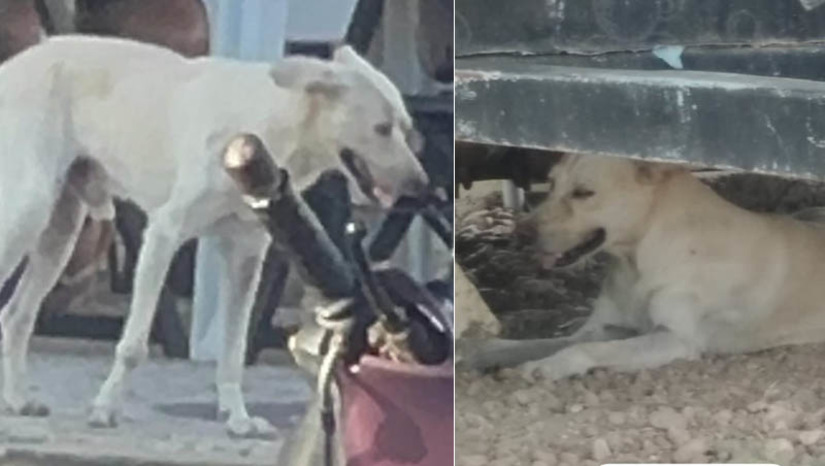 Imagem 1 - População pede que autoridades recolham cão que está atacando as pessoas na entrada do HRTM. Segundo fontes ouvidas pelo Mossoró Hoje, somente nesta quinta-feira (15), três pessoas foram atacadas pelo animal. Trata-se de um cão de médio para grande porte, de cor branca e sem raça definida. O animal está vivendo nas proximidades da entrada do pronto socorro. Quem se aproxima do local em busca de atendimento é atacado por ele. Os servidores pedem ajuda das autoridades para recolher o animal a fim de evitar novos ataques, além de evitar que alguém faça algum mal ao cão. Imagem 1 - População pede que autoridades recolham cão que está atacando as pessoas na entrada do HRTM. Segundo fontes ouvidas pelo Mossoró Hoje, somente nesta quinta-feira (15), três pessoas foram atacadas pelo animal. Trata-se de um cão de médio para grande porte, de cor branca e sem raça definida. O animal está vivendo nas proximidades da entrada do pronto socorro. Quem se aproxima do local em busca de atendimento é atacado por ele. Os servidores pedem ajuda das autoridades para recolher o animal a fim de evitar novos ataques, além de evitar que alguém faça algum mal ao cão.