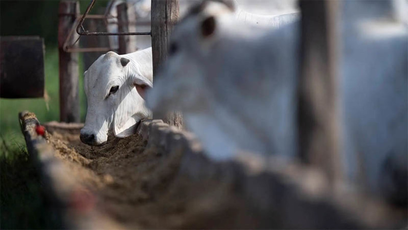 Imagem 1 -  MPRN celebra TAC para Governador Dix-Sept Rosado regularizar abate de animais. Entre as leis que devem ser seguidas estão o Código de Bem-Estar Animal, a Constituição Federal e a Política Nacional de Meio Ambiente. Com a assinatura do TAC, a Prefeitura se comprometeu a impor medidas para obtenção da licença de operação em face desses tipos de empreendimentos e incluir, no orçamento do ano fiscal de 2025, a previsão de dotação orçamentária específica para a execução total ou parcial do projeto de construção de um novo abatedouro público.