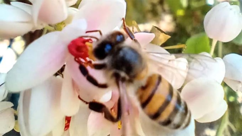 Imagem 1 - Esta será a primeira consultoria do ano. Os apicultores de Jurema e da região receberão 300 mudas de espécie nativa para alta produtividade de mel. A ação está marcada para esta sexta-feira (8), a partir das 8h, e contemplará 17 apicultores. A atividade dará sequência a consultoria continuada em apicultura. Após a distribuição desta espécie, o próximo passo dos apicultores é aproveitar o início da quadra chuvosa para fazer o plantio das mudas no campo. Imagem 1 - Esta será a primeira consultoria do ano. Os apicultores de Jurema e da região receberão 300 mudas de espécie nativa para alta produtividade de mel. A ação está marcada para esta sexta-feira (8), a partir das 8h, e contemplará 17 apicultores. A atividade dará sequência a consultoria continuada em apicultura. Após a distribuição desta espécie, o próximo passo dos apicultores é aproveitar o início da quadra chuvosa para fazer o plantio das mudas no campo.
