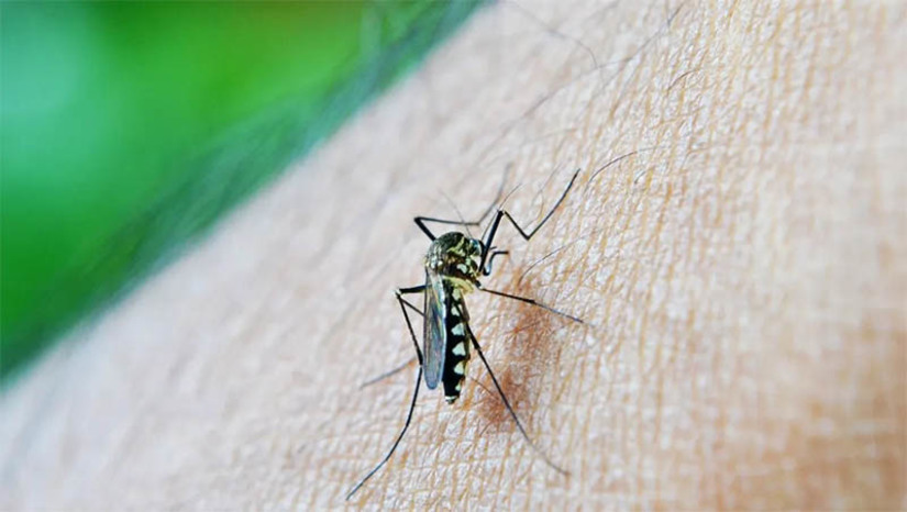 Imagem 1 - Brasil já registrou 363 mortes por dengue em 2024; outros 763 óbitos estão em investigação. Os dados foram divulgados nesta segunda-feira (11), em Brasília, pelo Painel de Monitoramento das Arboviroses do Ministério da Saúde. Até a última sexta-feira (8), quando os dados foram atualizados, o país contabilizava 1.342.086 casos de dengue e um coeficiente de incidência da doença de 660,9 casos para cada grupo de 100 mil habitantes. Imagem 1 - Brasil já registrou 363 mortes por dengue em 2024; outros 763 óbitos estão em investigação. Os dados foram divulgados nesta segunda-feira (11), em Brasília, pelo Painel de Monitoramento das Arboviroses do Ministério da Saúde. Até a última sexta-feira (8), quando os dados foram atualizados, o país contabilizava 1.342.086 casos de dengue e um coeficiente de incidência da doença de 660,9 casos para cada grupo de 100 mil habitantes.