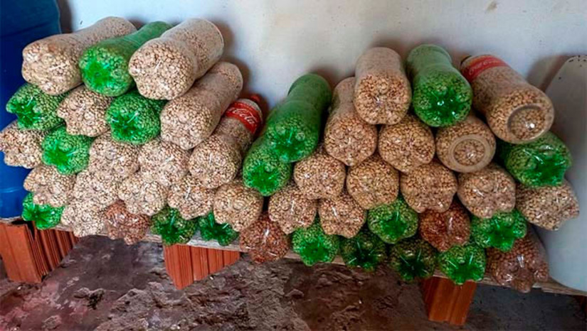 Imagem 1 -  Sedraf inicia distribuição de 38 toneladas de sementes crioulas no RN. As sementes foram adquiridas de fornecedores da agricultura familiar, pela Secretaria de Estado do Desenvolvimento Rural e da Agricultura Familiar do Rio Grande do Norte (Sedraf-RN), e estão sendo distribuídas para reposição dos estoques de agricultores, e para compor os consórcios agroalimentares com o algodão agroecológico.