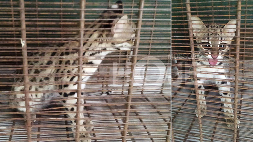 Imagem 1 - Fêmea de gato-do-mato é resgatada pela ambiental em residência no bairro Sumaré. O resgate do animal aconteceu na tarde desta quinta-feira (28). De acordo com o Sargento Gomes, da Cipam, os moradores da residência onde o gato foi encontrado afirmaram que o animal entrou pelo portão da frente e eles acionaram a guarnição da Polícia Ambiental para fazer o resgate. O gato-do-mato foi levado para exames na Ufersa. Posteriormente, deverá ser levado para soltura na natureza. Imagem 1 - Fêmea de gato-do-mato é resgatada pela ambiental em residência no bairro Sumaré. O resgate do animal aconteceu na tarde desta quinta-feira (28). De acordo com o Sargento Gomes, da Cipam, os moradores da residência onde o gato foi encontrado afirmaram que o animal entrou pelo portão da frente e eles acionaram a guarnição da Polícia Ambiental para fazer o resgate. O gato-do-mato foi levado para exames na Ufersa. Posteriormente, deverá ser levado para soltura na natureza.