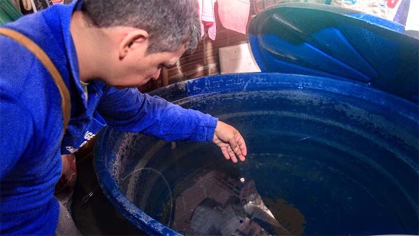 Imagem 1 - Conforme os dados do primeiro Levantamento Rápido de Índices para Aedes aegypti (LIRAa) do ano 2024, o município registrou índice de 5,0% — sendo classificado como de alto risco. Segundo a equipe do CCZ, a incidência de chuvas na região neste período propicia o acúmulo de água parada e consequentemente maior probabilidade do surgimento de focos do mosquito. Isso evidencia um dos fatores que causaram elevação no índice. Entre as ações no sentido de prevenção e combate ao Aedes aegypti estão: palestras e ações educativas em universidades, escolas, inspeções, visitas a residências. Imagem 1 - Conforme os dados do primeiro Levantamento Rápido de Índices para Aedes aegypti (LIRAa) do ano 2024, o município registrou índice de 5,0% — sendo classificado como de alto risco. Segundo a equipe do CCZ, a incidência de chuvas na região neste período propicia o acúmulo de água parada e consequentemente maior probabilidade do surgimento de focos do mosquito. Isso evidencia um dos fatores que causaram elevação no índice. Entre as ações no sentido de prevenção e combate ao Aedes aegypti estão: palestras e ações educativas em universidades, escolas, inspeções, visitas a residências.