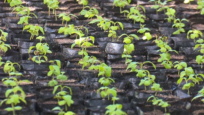 Imagem 1 - A doação foi feita por meio do Projeto Spondias, coordenador pelo professor Glauber Henrique Nunes, do centro de Ciências Agrárias. Os próximos municípios a serem beneficiados com as mudas de cajarana são Apodi e Itaú, com cada cidade recebendo mil mudas. As plantas vão ser distribuídas junto à população da zona rural dos municípios. A ideia é dar uma alternativa de renda aos agricultores com espécies que são adaptadas ao clima semiárido. O projeto envolve docentes, técnicos e discentes de graduação e pós-graduação. Imagem 1 - A doação foi feita por meio do Projeto Spondias, coordenador pelo professor Glauber Henrique Nunes, do centro de Ciências Agrárias. Os próximos municípios a serem beneficiados com as mudas de cajarana são Apodi e Itaú, com cada cidade recebendo mil mudas. As plantas vão ser distribuídas junto à população da zona rural dos municípios. A ideia é dar uma alternativa de renda aos agricultores com espécies que são adaptadas ao clima semiárido. O projeto envolve docentes, técnicos e discentes de graduação e pós-graduação.