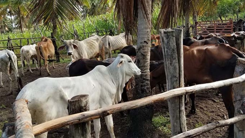 Imagem 1 -  A Febre Aftosa é uma doença animal altamente contagiosa, causada por um vírus, que pode acometer criações inteiras e até seres humanos. O Rio Grande do Norte não registra casos da infecção há mais de 20 anos, sendo considerado um estado “livre da Febre Aftosa com vacinação”. Em reunião recente com o Ministério de Agricultura e Pecuária, ficou definido que a partir de 2025, a vacinação não será mais necessária no estado, desde que a campanha de 2024 cumpra a meta estabelecida de vacinar acima de 90% dos animais.