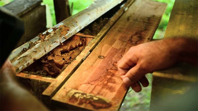 Imagem 1 -  A atividade de Apicultura no Assentamento Jurema tem parceria da Prefeitura de Mossoró, através da Secretaria de Agricultura, Serviço Nacional de Aprendizagem Rural (Senar) e Sebrae. A comunidade conta 17 apicultores assistidos pelo programa de assistência técnica que tiveram a oportunidade de conhecer novas técnicas de manejo com o especialista da área. Em sua apresentação aos apicultores, Robson Raad destacou a metodologia testada há muito tempo.