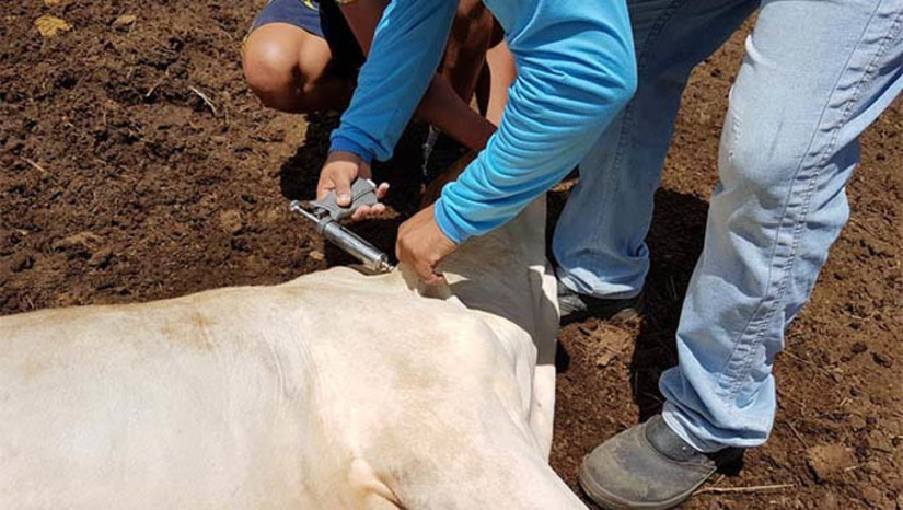 Imagem 1 - Graças a este reconhecimento, o Rio Grande do Norte passa a compor a lista de estados brasileiros que, já a partir do próximo semestre, não dependerá mais de campanhas de vacinação contra a doença, uma vez que seu rebanho bovino e bubalino alcançou um número significativo de animais imunizados. Isso reforça o compromisso do Governo do RN em garantir a sanidade animal, protegendo a população e a economia do estado. Imagem 1 - Graças a este reconhecimento, o Rio Grande do Norte passa a compor a lista de estados brasileiros que, já a partir do próximo semestre, não dependerá mais de campanhas de vacinação contra a doença, uma vez que seu rebanho bovino e bubalino alcançou um número significativo de animais imunizados. Isso reforça o compromisso do Governo do RN em garantir a sanidade animal, protegendo a população e a economia do estado.