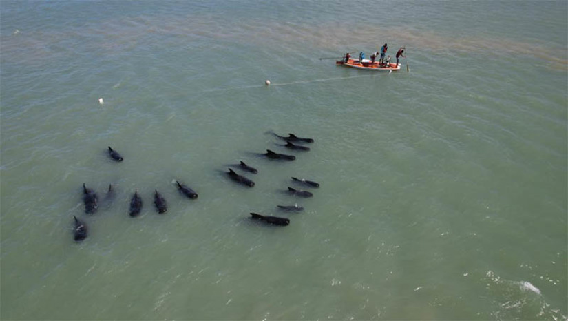 Imagem 1 -  5 baleias que encalharam no litoral potiguar morreram; pesquisadores estão monitorando as demais. Os animais foram encontrados na manhã da última sexta-feira (31), no município de Rio do Fogo/RN. O encalhe de 21 baleias-piloto (Globicephala macrorhynchus) mobilizou equipes do Projeto Cetáceos da Costa Branca (PCCB-UERN), do Centro de Estudos e Monitoramento Ambiental (CEMAM), do IDEMA e IBAMA. Desde o primeiro dia de operação, os pesquisadores permanecem no local do encalhe com o objetivo de reintroduzir os animais, monitorar a área, coletar dados e analisar o comportamento do grupo. Até esta segunda (3), cinco baleias haviam morrido.
