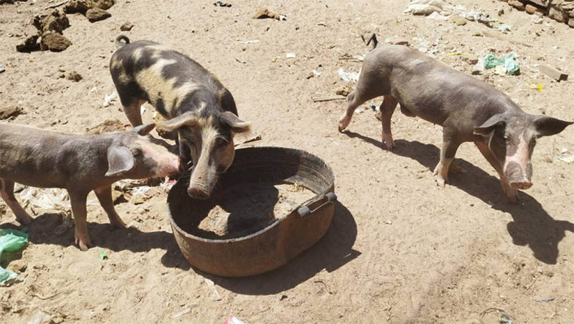 Imagem 1 -  O resgate foi realizado pela Polícia Civil, Corpo de Bombeiros e Polícia Militar, na sexta-feira (19), no bairro Bico Torto. Entre os resgatados, estavam 29 porcos, quatro cachorros e um burro, todos mantidos em condições desumanas. O suspeito do crime foi localizado e preso em flagrante pela PM no mesmo dia. De acordo com o delegado Túlio Sávio, as denúncia iniciais foram referentes ao burro, que já estava em estado crítico de esgotamento físico e ainda era forçado a transportar peso excessivo. No entanto, no decorrer das investigações, os policiais descobriram que o suspeito mantinha um criadouro de suínos em uma construção em ruínas, alimentado apenas com restos de comida colhida no lixo, além de cachorros sem acesso adequado à água e alimentos.