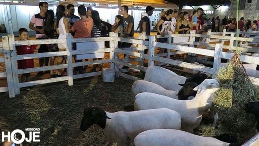 Imagem 1 - A abertura oficial ocorrerá na quinta-feira (8), a partir das 19h30, com a entrega de certificados do Serviço de Inspeção Municipal (SIM) para entrepostos de carne bovina e ovina. Além da programação cultural com shows, a festa terá exposição de animais, torneios leiteiros, feiras de máquinas, veículos e implementos agrícolas, como também de artesanato familiar e agricultura. A programação científica da festa contará com oficinas, seminário de ovinocaprinocultura e do Mossoró Rural e entrega de CAFs e visita ao plantio da palma forrageira. Imagem 1 - A abertura oficial ocorrerá na quinta-feira (8), a partir das 19h30, com a entrega de certificados do Serviço de Inspeção Municipal (SIM) para entrepostos de carne bovina e ovina. Além da programação cultural com shows, a festa terá exposição de animais, torneios leiteiros, feiras de máquinas, veículos e implementos agrícolas, como também de artesanato familiar e agricultura. A programação científica da festa contará com oficinas, seminário de ovinocaprinocultura e do Mossoró Rural e entrega de CAFs e visita ao plantio da palma forrageira.