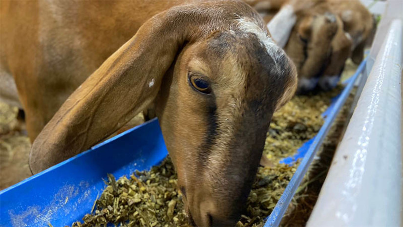 Imagem 1 -  Governo investe mais de R$ 200 mil na maior caprifeira do RN, em Mossoró. A Festa do Bode, uma das mais tradicionais do Calendário de Exposições Agropecuárias do estado, começa nesta quinta-feira (8). Dentro da programação da festa, estão previstas diversas ações de órgãos do Governo do RN, como é o caso do Idiarn, Emparn, Emater, Idema e AGN. Cada entidade levará ao evento cursos, palestras e a prestação de serviços de interesse de empresas rurais, criadores de animais, do homem e da mulher do campo. A caprifeira acontece no Parque de Exposições Armando Buá, em Mossoró, até o domingo (11).