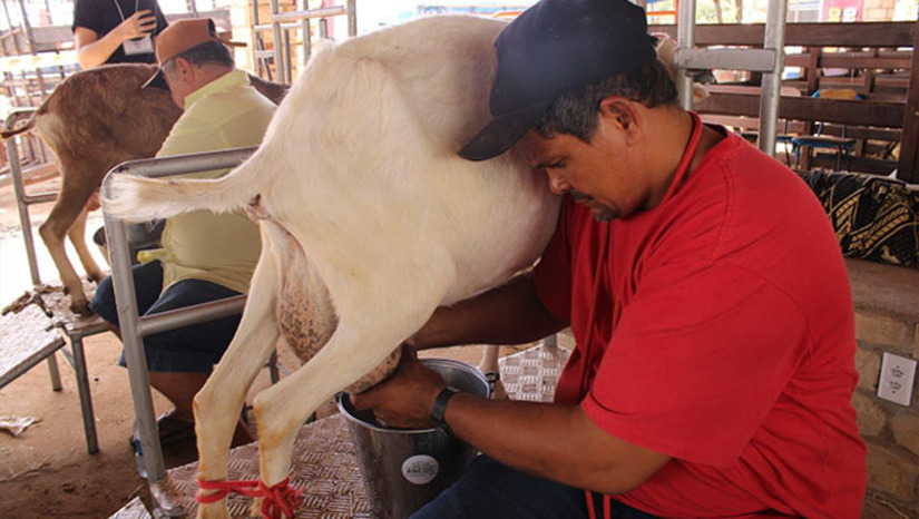Imagem 1 - Neste ano, a competição está dividida em cinco premiações. “A gente convidou produtores rurais do município de Mossoró. Eles Inscreveram seus animais e cada produtor tem direito a dois animais dividida em cabra adulta e jovem. Os produtores ordenham seus animais duas vezes. Somamos o valor dessas duas ordenhas e definimos o campeão”, explicou Emanuel Bezerra, organizador do torneio leiteiro local. Imagem 1 - Neste ano, a competição está dividida em cinco premiações. “A gente convidou produtores rurais do município de Mossoró. Eles Inscreveram seus animais e cada produtor tem direito a dois animais dividida em cabra adulta e jovem. Os produtores ordenham seus animais duas vezes. Somamos o valor dessas duas ordenhas e definimos o campeão”, explicou Emanuel Bezerra, organizador do torneio leiteiro local.