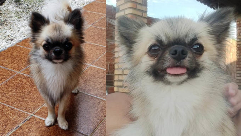 Imagem 1 -  A família de Luiz Arthur, de apenas 8 anos, está oferecendo uma recompensa no valor R$ 2 mil para quem devolver o pequeno Teddy ou fornecer informações que ajudem a localizá-lo. O cachorrinho, da raça Chihuahua, de apenas 1 ano e 5 meses , desapareceu por volta das 10h30 do dia 12 de agosto, nas imediações dos Correios do bairro Doze Anos. Otoniel, pai de Luiz, contou à reportagem do MOSSORÓ HOJE que o filho, que é uma criança com Transtorno do Espectro do Autismo (TEA), é muito apegado ao cachorro e chora todos os dias, sentindo falta do animal. Quem souber qualquer informação que possa ajudar a encontrá-lo, pode acionar a família por meio do (84) 98857-8034.