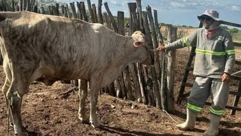 Imagem 1 - No município de Upanema a aplicação da Inseminação Artificial em Tempo Fixo (IATF), realizada em parceria com o Sebrae, alcança índice de 65% de prenhez no universo de 105 matrizes bovinas inseminadas. O percentual está acima da média nacional, que gira em torno de 40% de positividade. Ao todo, o projeto de melhoramento genético beneficia 25 pequenos criadores de bovinos em Upanema. Imagem 1 - No município de Upanema a aplicação da Inseminação Artificial em Tempo Fixo (IATF), realizada em parceria com o Sebrae, alcança índice de 65% de prenhez no universo de 105 matrizes bovinas inseminadas. O percentual está acima da média nacional, que gira em torno de 40% de positividade. Ao todo, o projeto de melhoramento genético beneficia 25 pequenos criadores de bovinos em Upanema.
