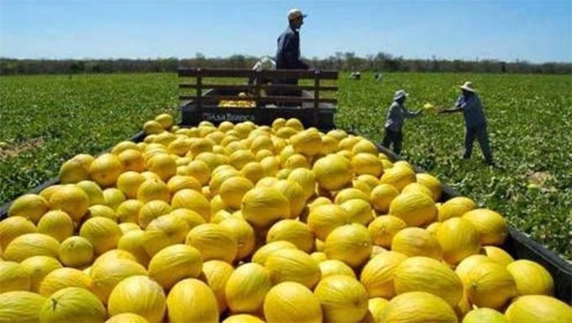 Imagem 1 - Segundo dados da pesquisa de Produção Agrícola Municipal, em 2023 registrou-se aumento no valor de produção do melão que cresceu de 18,7% para 23,5% em relação a 2022. Esse crescimento foi puxado por Mossoró, que permanece líder na produção da fruta em todo estado com produção de 216.854 tonelas. O que gerou um valor referente a R$ 413.888,00 milhões junto com a produção de melancia e mamão. Esse desempenho da produção de melão mantém, há mais de dez anos, o Rio Grande do Norte na liderança nacional, com o maior valor de produção da cultura. Imagem 1 - Segundo dados da pesquisa de Produção Agrícola Municipal, em 2023 registrou-se aumento no valor de produção do melão que cresceu de 18,7% para 23,5% em relação a 2022. Esse crescimento foi puxado por Mossoró, que permanece líder na produção da fruta em todo estado com produção de 216.854 tonelas. O que gerou um valor referente a R$ 413.888,00 milhões junto com a produção de melancia e mamão. Esse desempenho da produção de melão mantém, há mais de dez anos, o Rio Grande do Norte na liderança nacional, com o maior valor de produção da cultura.