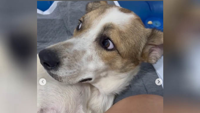 Imagem 1 - TJRN decide que idoso que atirou em cão terá que ressarcir ONG de Mossoró que acolheu o animal. O crime aconteceu em 2 de maio de 2023, no município de Rafael Godeiro, na região Oeste do RN. O idoso atirou contra o animal e, em seguida, o amarrou em sua motocicleta e saiu o arrastando pela cidade. O motivo do crime teria sido o fato de o cão beber água no reservatório que pertencia ao cavalo do agressor. Na época, o cão, batizado de Dustin, foi salvo por moradores e resgatado pelo Instituto Renata Praxedes. O desembargador Cornélio Alves, da 1ª Câmara Cível do TJRN, entendeu que o idoso tem a obrigação legal de ressarcir as despesas da ONG com o cão, em virtude do dano causado por ele. Imagem 1 - TJRN decide que idoso que atirou em cão terá que ressarcir ONG de Mossoró que acolheu o animal. O crime aconteceu em 2 de maio de 2023, no município de Rafael Godeiro, na região Oeste do RN. O idoso atirou contra o animal e, em seguida, o amarrou em sua motocicleta e saiu o arrastando pela cidade. O motivo do crime teria sido o fato de o cão beber água no reservatório que pertencia ao cavalo do agressor. Na época, o cão, batizado de Dustin, foi salvo por moradores e resgatado pelo Instituto Renata Praxedes. O desembargador Cornélio Alves, da 1ª Câmara Cível do TJRN, entendeu que o idoso tem a obrigação legal de ressarcir as despesas da ONG com o cão, em virtude do dano causado por ele.