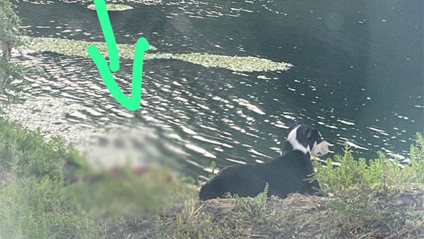 Imagem 1 -  Latido de cadela chama atenção de pescadores que encontram corpo às margens do rio, em Governador. Segundo a polícia militar, o corpo é de José Francisco Soares, de 59 anos, natural do município de Caraúbas. Ele foi encontrado morto na tarde desta quarta-feira (18), às margens do rio, por trás da maternidade de Governador Dix-Sept Rosado. O homem foi encontrado após sua cadelinha de estimação latir e chamar a atenção de pescadores que estavam nas proximidades. O Itep e a polícia civil foram acionados ao local. Segundo a polícia militar, a cadela ficou no local até a retirada do corpo, protegendo o tutor e seus pertences. A causa da morte ainda é desconhecida. 