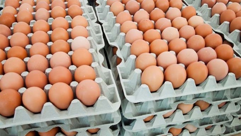 Imagem 1 -  De acordo com os dados da Pesquisa da Pecuária Municipal (PPM), que coleta dados sobre os rebanhos e produtos pecuários nos municípios brasileiros, de 2019 a 2023, a produção animal e aquicultura do estado do Rio Grande do Norte cresceu em ambas as categorias. Entre as itens pesquisados, Mossoró se destaca entre os dez municípios com maior produção de ovos de galinha no estado potiguar. O município de Mossoró figurou na primeira posição, com uma produção de 13,7 milhões de dúzias, o que gerou um valor de R$ 82,5 milhões.