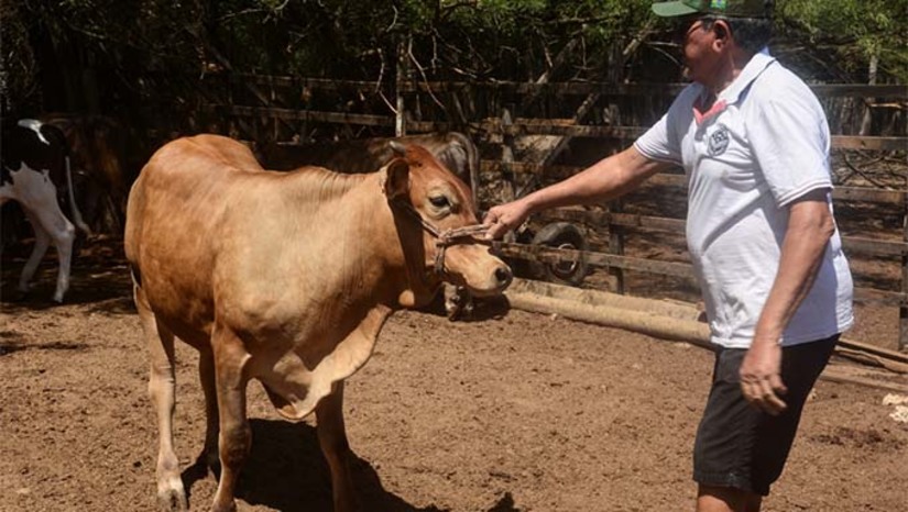 Imagem 1 - Em Mossoró, a declaração de rebanho será realizada pela Secretaria Municipal de Agricultura e Desenvolvimento Rural (Seadru) ou em qualquer escritório do Instituto de Defesa e Inspeção Agropecuária do RN (IDIARN), órgão fiscalizador estadual, e Instituto de Assistência Técnica e Extensão Rural (Emater). A declaração deve ser feita para todas as espécies (bovinos, bubalinos, ovinos, caprinos, suínos, equídeos, aves, peixes, entre outros) e ocorrerá de 1º a 30 de novembro. Faviano Moreira, titular da Secretaria Municipal de Agricultura, destaca a importância do cadastro dos animais. Imagem 1 - Em Mossoró, a declaração de rebanho será realizada pela Secretaria Municipal de Agricultura e Desenvolvimento Rural (Seadru) ou em qualquer escritório do Instituto de Defesa e Inspeção Agropecuária do RN (IDIARN), órgão fiscalizador estadual, e Instituto de Assistência Técnica e Extensão Rural (Emater). A declaração deve ser feita para todas as espécies (bovinos, bubalinos, ovinos, caprinos, suínos, equídeos, aves, peixes, entre outros) e ocorrerá de 1º a 30 de novembro. Faviano Moreira, titular da Secretaria Municipal de Agricultura, destaca a importância do cadastro dos animais.