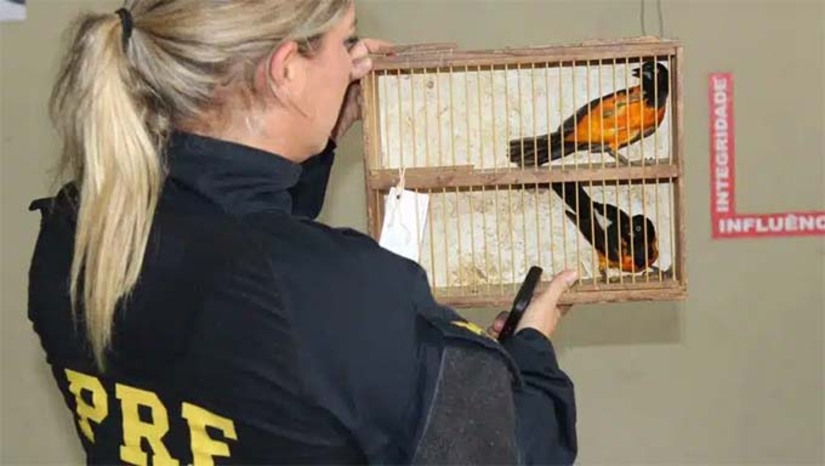 Imagem 1 -  A  ação resultou na detenção de seis pessoas e no resgate de 95 aves silvestres, incluindo espécies ameaçadas de extinção.  Entre as aves recuperadas estavam azulões, galos-de-campina, cambacicas e espécies em risco, como o verdelinho e o tuim. As aves em boas condições de saúde foram devolvidas ao seu habitat natural, enquanto as debilitadas foram encaminhadas ao Centro de Triagem de Animais Silvestres (CETAS) da Paraíba para tratamento especializado.  O comércio ilegal de animais silvestres representa uma ameaça à biodiversidade e pode acarretar multas significativas. 
