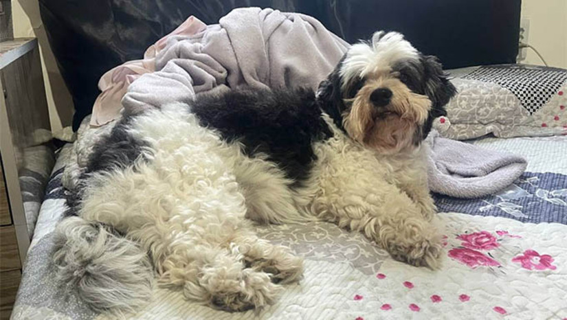 Imagem 1 -  Brasil possui entre 150 e 160 milhões de animais de estimação; terceira maior população pet do mundo. De acordo com a Associação Brasileira da Indústria de Produtos para Animais de Estimação (Abinpet), os cães são a maioria dos pets no país. Em segundo lugar aparecem as aves; em terceiro, os gatos e, em quarto, os peixes ornamentais. Reconhecendo esse novo contexto social, o Senado vem atuando para garantir direitos aos tutores e aos próprios animais. Foi sancionada em dezembro a Lei 15.046, de 2024, que cria o Cadastro Nacional de Animais Domésticos. Seu objetivo é concentrar, num mesmo banco de dados, informações sobre animais e tutores, que poderão servir para decisões futuras, especialmente quanto a questões sanitárias, como propor campanhas de vacinação. 