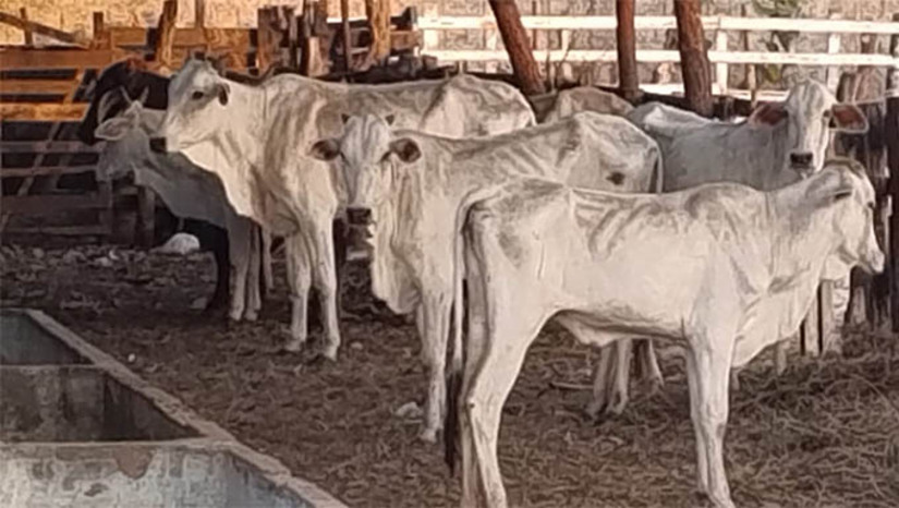 Imagem 1 -  Polícia recupera carga de gado avaliada em R$ 50 mil e prende comprador, em Macau. Os animais haviam sido furtados da fazenda do proprietário, na cidade de Ipanguaçu, no dia 30 de dezembro de 2024. Eles foram revendidos a um homem de 37 anos, do município de Macau. Após a apreensão a carga foi devolvida ao dono. O homem foi conduzido à delegacia para a realização dos procedimentos legais e, em seguida, encaminhado ao sistema prisional, onde ficará à disposição da Justiça. Ele deverá responder pela prática do crime de receptação de semoventes (bens móveis que possuem movimento próprio, como animais selvagens, domésticos ou domesticados).
