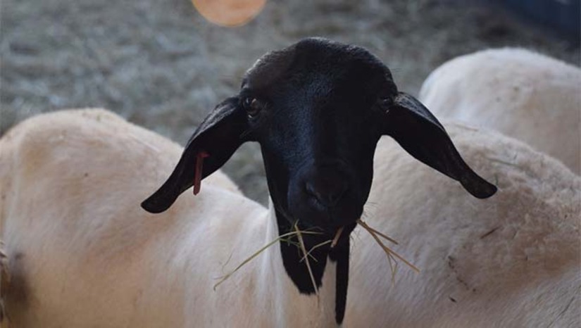 Imagem 1 -  A raça potiguar Soinga, foi oficialmente registrada no Ministério de Agricultura e Pecuária (Mapa), em portaria publicada na última quarta-feira (29). Os estudos foram executados pelo Governo do RN, via Secretaria de Estado da Agricultura, da Pecuária e da Pesca (Sape/RN), em parceria com o Mapa. A Soinga foi criada a partir do cruzamento entre as raças Morada Nova, Bergamácia Brasileira e Somalis Brasileira. É uma raça de médio porte, resistente, fértil e com boa produção de carne.