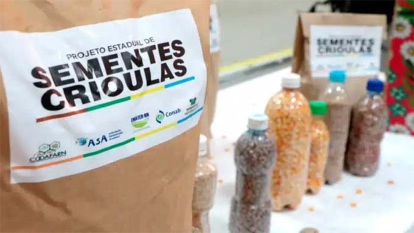 Imagem 1 -  Em 2025, o Programa Banco de Sementes beneficia quase 65 mil agricultores de 163 municípios. As entregas, feitas aos escritórios da Emater pela retaria de Estado da Agricultura, Pecuária e Pesca seguem um cronograma por região e acontecerão até o dia 20 de fevereiro. O RN possui, ao todo, 1905 bancos de sementes distribuídos pelas regiões. O investimento do Governo do Estado é de R$ 15 milhões com a distribuição de sementes de sorgo ponta negra, milho e feijão. 
