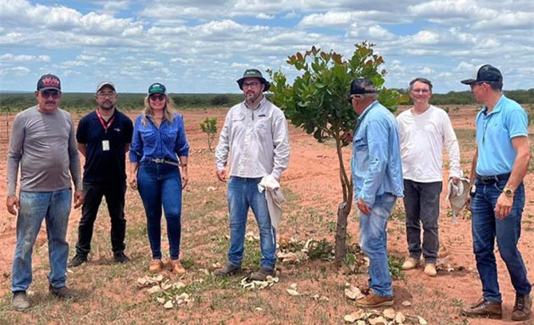 Imagem 1 - A iniciativa visa a introdução de tecnologias e práticas agrícolas que aumentem a produtividade de forma sustentável. O trabalho de campo já passou pelas vilas Minas Gerais, Pará e Rio Grande do Sul, com foco na avaliação de clones mais produtivos. Nesta quinta-feira, 27, o trabalho continua na Vila Mato Grosso. A ação reforça o compromisso da gestão em revitalizar a cajucultura e promover o crescimento dos agricultores locais. Imagem 1 - A iniciativa visa a introdução de tecnologias e práticas agrícolas que aumentem a produtividade de forma sustentável. O trabalho de campo já passou pelas vilas Minas Gerais, Pará e Rio Grande do Sul, com foco na avaliação de clones mais produtivos. Nesta quinta-feira, 27, o trabalho continua na Vila Mato Grosso. A ação reforça o compromisso da gestão em revitalizar a cajucultura e promover o crescimento dos agricultores locais.