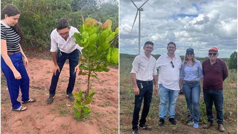 Imagem 1 - A cidade de Serra do Mel que tem 14 mil habitantes e está há 40km de Mossoró, foi projetada e instituída na década de 80 para produzir castanha e caju. Na época foram plantados 2,4 milhões de cajueiros em 22 vilas rurais. Devido às secas e pragas que atingiram a região, os cajueiros precisaram ser substituídos por outras variedades mais resistente como o 226 (castanha) e 76 (Caju de mesa). Cerca de 50% da copa do cajueiro da serra já foi renovada. o trabalho da revitalização da cajucultura teve início nas gestões do ex-prefeito Josivan Bibiano e vem sendo continuado pela atual gestão do prefeito Kênio Azevedo, com o apoio de parcerias importantes como o Sebrae. Imagem 1 - A cidade de Serra do Mel que tem 14 mil habitantes e está há 40km de Mossoró, foi projetada e instituída na década de 80 para produzir castanha e caju. Na época foram plantados 2,4 milhões de cajueiros em 22 vilas rurais. Devido às secas e pragas que atingiram a região, os cajueiros precisaram ser substituídos por outras variedades mais resistente como o 226 (castanha) e 76 (Caju de mesa). Cerca de 50% da copa do cajueiro da serra já foi renovada. o trabalho da revitalização da cajucultura teve início nas gestões do ex-prefeito Josivan Bibiano e vem sendo continuado pela atual gestão do prefeito Kênio Azevedo, com o apoio de parcerias importantes como o Sebrae.