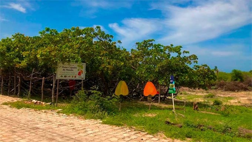 Imagem 1 -  A Prefeitura de Grossos decidiu agir em prol da preservação do cajueiro que é considero o  2º maior do mundo, reconhecendo sua importância para o turismo local. Após a limpeza, será aplicada a medicação prescrita pela agrônoma em um cronograma de 60 dias, com aplicações a cada 15 dias. Durante este período, o acesso ao interior do cajueiro será restrito devido à toxicidade dos produtos utilizados.  A expectativa da prefeitura é que, ao final dos 60 dias de tratamento intensivo, o Cajueiro de Areias Alvas apresente uma significativa recuperação, garantindo a sua preservação como um importante atrativo natural e turístico de Grossos.