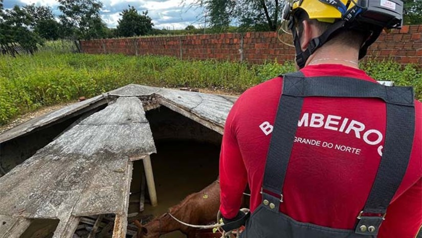 Imagem 1 - O Corpo de Bombeiros resgatou, nesta segunda-feira (19), duas éguas que caíram em uma cisterna de 2,5 metros de profundidade no Sítio Pedra Branca, zona rural de Mossoró. Os animais foram retirados com vida e sem ferimentos aparentes. Essa foi a terceira ocorrência semelhante em três dias, reforçando o alerta para cuidados em áreas rurais. Os bombeiros orientam a isolar e sinalizar cisternas e poços, além de realizar vistorias periódicas. Em emergências, o contato é pelo 193. Imagem 1 - O Corpo de Bombeiros resgatou, nesta segunda-feira (19), duas éguas que caíram em uma cisterna de 2,5 metros de profundidade no Sítio Pedra Branca, zona rural de Mossoró. Os animais foram retirados com vida e sem ferimentos aparentes. Essa foi a terceira ocorrência semelhante em três dias, reforçando o alerta para cuidados em áreas rurais. Os bombeiros orientam a isolar e sinalizar cisternas e poços, além de realizar vistorias periódicas. Em emergências, o contato é pelo 193.