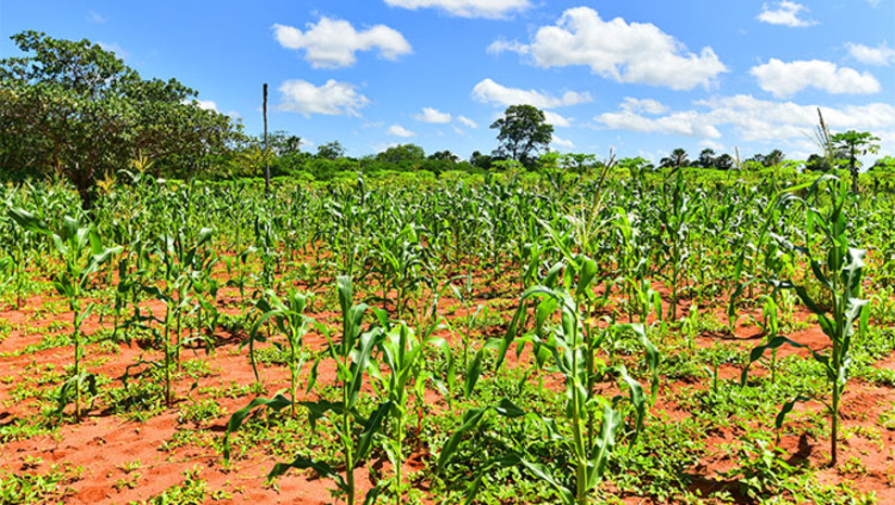 Imagem 1 - O Plano Safra 2025/2026 destina R$ 780 milhões para fortalecer a agricultura familiar no estado, dentro da Caravana Federativa do Governo Federal. Além do crédito rural, o plano garante investimentos como R$ 14,4 milhões no PAA/Conab para beneficiar 1.300 agricultores em 40 municípios e R$ 12,2 milhões do Incra para assentamentos da reforma agrária. Também inclui R$ 14,7 milhões no Projeto Dom Hélder Câmara, em parceria com a Ufersa, para assistência técnica no Semiárido. Imagem 1 - O Plano Safra 2025/2026 destina R$ 780 milhões para fortalecer a agricultura familiar no estado, dentro da Caravana Federativa do Governo Federal. Além do crédito rural, o plano garante investimentos como R$ 14,4 milhões no PAA/Conab para beneficiar 1.300 agricultores em 40 municípios e R$ 12,2 milhões do Incra para assentamentos da reforma agrária. Também inclui R$ 14,7 milhões no Projeto Dom Hélder Câmara, em parceria com a Ufersa, para assistência técnica no Semiárido.