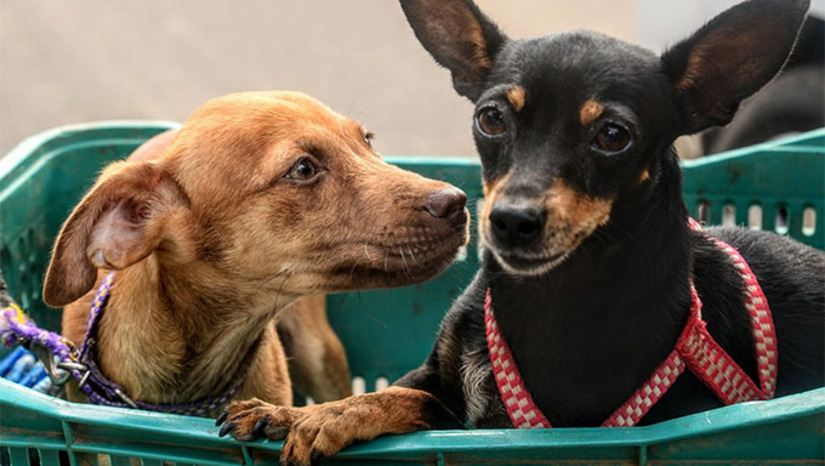 Imagem 1 -  A Prefeitura de Mossoró realiza, entre sexta-feira (12) e domingo (14), a campanha de vacinação contra a raiva em cães e gatos. A ação contará com 15 pontos de imunização distribuídos por diversos bairros, incluindo Santo Antônio, Abolição IV, Dom Jaime Câmara, Parque Universitário, Costa e Silva, Alto da Pelonha, Odete Rosado, Planalto 13 de Maio, Paredões, Bom Jardim, Santa Delmira e Memorial da Resistência.