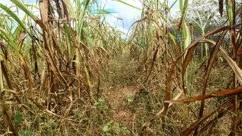 Imagem 1 - A Secretaria Municipal de Agricultura e Desenvolvimento Rural (Seadru) alerta agricultores de Mossoró sobre o prazo de inscrições do Garantia Safra 2025/2026, que seguem até 20 de dezembro para a Região I (Oeste e Central do RN) e até 15 de janeiro de 2026 para a Região II. O benefício de R$ 1.200 será pago a famílias que cumprirem os critérios e tiverem perdas comprovadas na produção. As inscrições podem ser feitas presencialmente ou online pelo site do MDA Imagem 1 - A Secretaria Municipal de Agricultura e Desenvolvimento Rural (Seadru) alerta agricultores de Mossoró sobre o prazo de inscrições do Garantia Safra 2025/2026, que seguem até 20 de dezembro para a Região I (Oeste e Central do RN) e até 15 de janeiro de 2026 para a Região II. O benefício de R$ 1.200 será pago a famílias que cumprirem os critérios e tiverem perdas comprovadas na produção. As inscrições podem ser feitas presencialmente ou online pelo site do MDA
