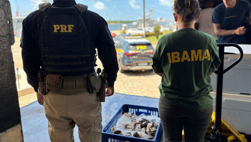 Imagem 1 - A apreensão ocorreu na manhã desta segunda-feira (22). Durante uma fiscalização de rotina no km 118 da BR-101, em São José de Mipibu, os agentes abordaram um caminhão e encontraram cerca de duas toneladas do crustáceo sendo transportadas sem a documentação exigida. O transporte apresentava irregularidades sanitárias graves: mais de 30% da carga estava morta, descumprindo a Portaria MPA. A carga, que havia saído do litoral norte, tinha como destino o porto de Pernambuco para exportação. Imagem 1 - A apreensão ocorreu na manhã desta segunda-feira (22). Durante uma fiscalização de rotina no km 118 da BR-101, em São José de Mipibu, os agentes abordaram um caminhão e encontraram cerca de duas toneladas do crustáceo sendo transportadas sem a documentação exigida. O transporte apresentava irregularidades sanitárias graves: mais de 30% da carga estava morta, descumprindo a Portaria MPA. A carga, que havia saído do litoral norte, tinha como destino o porto de Pernambuco para exportação.