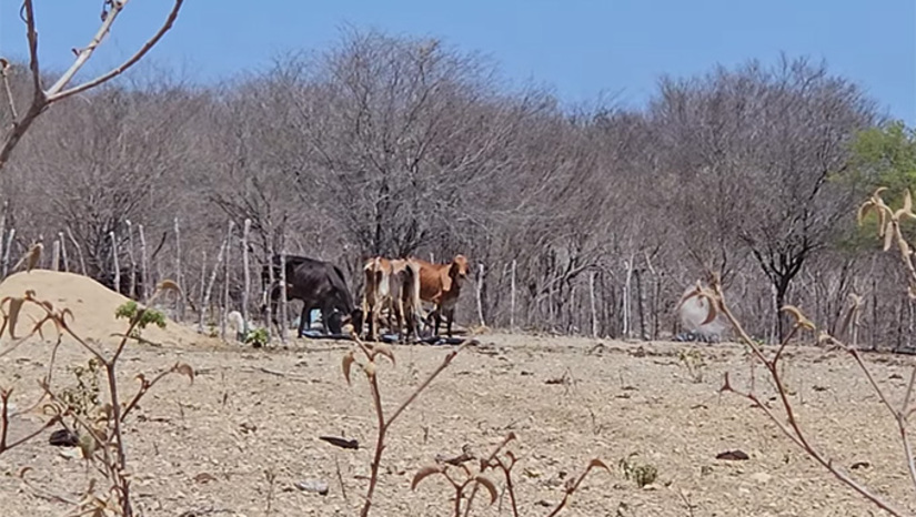 Imagem 1 -  A SEMARH havia aumentado a vazão das comportas da Barragem de Santa Cruz em 900 litros por segundo, no dia 3 de outubro, mas a água não chegou à Lagoa de Paus e menos ainda em São João da Varzea, levando os pequenos produtores ao desespero. Eles acreditam que é preciso que a SEMARH aumente pelo menos mais mil litros de água por segundo na vazão das comportas de Santa Cruz. Barragem de Lagoa de Pau, se continuar sem receber água nova, seca em menos de 60 dias, fazendo os produtores de hortaliças, frutas, forragens a perderem suas produções. Fica comprometido o abastecimento animal e também humano.