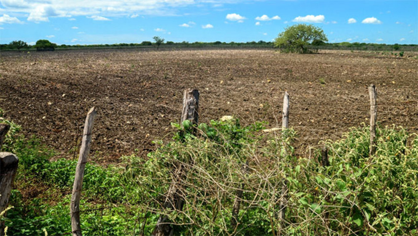 Imagem 1 - Mossoró é uma das 65 cidades do Rio Grande do Norte que o Governo Federal reconheceu situação de emergência afetada pela estiagem prolongada. Secretaria Municipal de Agricultura e Desenvolvimento Rural (Seadru) orienta agricultores das mais de 100 comunidades rurais sobre medidas para enfrentar o período, como planejamento do rebanho, uso racional da forragem e reuso de água. Em Mossoró a seca provocou perda de cerca de 90% da safra. A Seadru concentra ações emergenciais, como manutenção de poços, assessoria técnica por meio do programa Mossoró Rural. Imagem 1 - Mossoró é uma das 65 cidades do Rio Grande do Norte que o Governo Federal reconheceu situação de emergência afetada pela estiagem prolongada. Secretaria Municipal de Agricultura e Desenvolvimento Rural (Seadru) orienta agricultores das mais de 100 comunidades rurais sobre medidas para enfrentar o período, como planejamento do rebanho, uso racional da forragem e reuso de água. Em Mossoró a seca provocou perda de cerca de 90% da safra. A Seadru concentra ações emergenciais, como manutenção de poços, assessoria técnica por meio do programa Mossoró Rural.