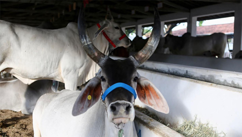 Imagem 1 -  A ação é fundamental para manter o controle sanitário e garantir a regularidade das propriedades e dos animais em todo o estado.  A declaração deve incluir todas as espécies criadas, abrangendo bovinos, bubalinos, ovinos, caprinos, suínos, equídeos, aves e peixes. Produtores de todos os portes devem realizar a atualização cadastral.