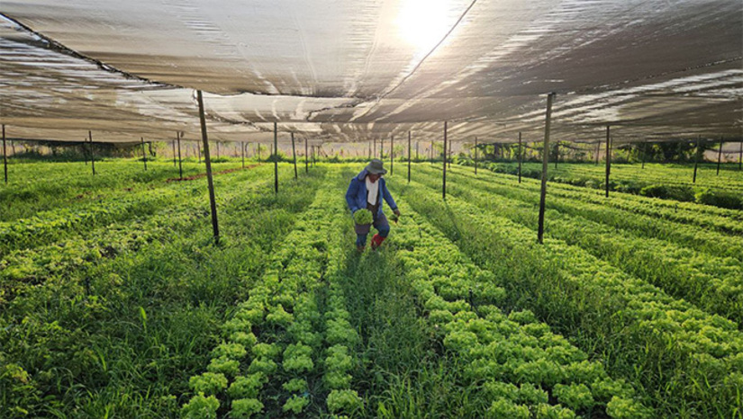   O engenheiro agrônomo Rodrigo Benjamim levou 25 anos para instalar a linha de produção de alface orgânico na Fazenda Hortevida, com água do rio Apodi/Mossoró. Porém, devido a água de Santa Cruz não chegar à barragem de Lagoa de Pau, os níveis de sais na água aumentarem na água acumulada e inviabilizou o plantio de alface orgânico, gerando um prejuízo superior a R$ 100 mil reais, desemprego desabastecimento de alface no mercado de Mossoró. O MOSSORÓ HOJE alertou o fato no início de outubro e o Governo do Estado, através do presidente do IGARN, não demonstrou interesse em liberar água suficiente.